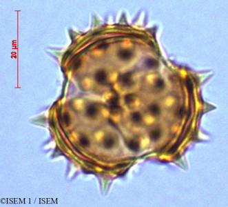 Gynoxys buxifolia - lame n° 29039